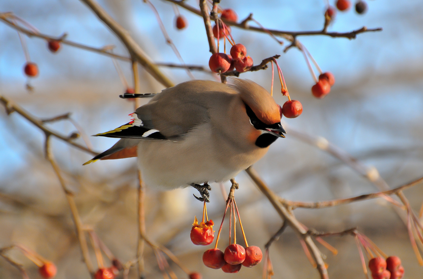 Waxwing.