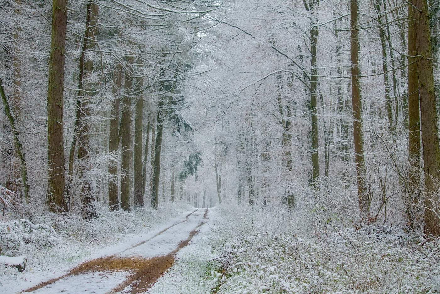 The road in the winter ...