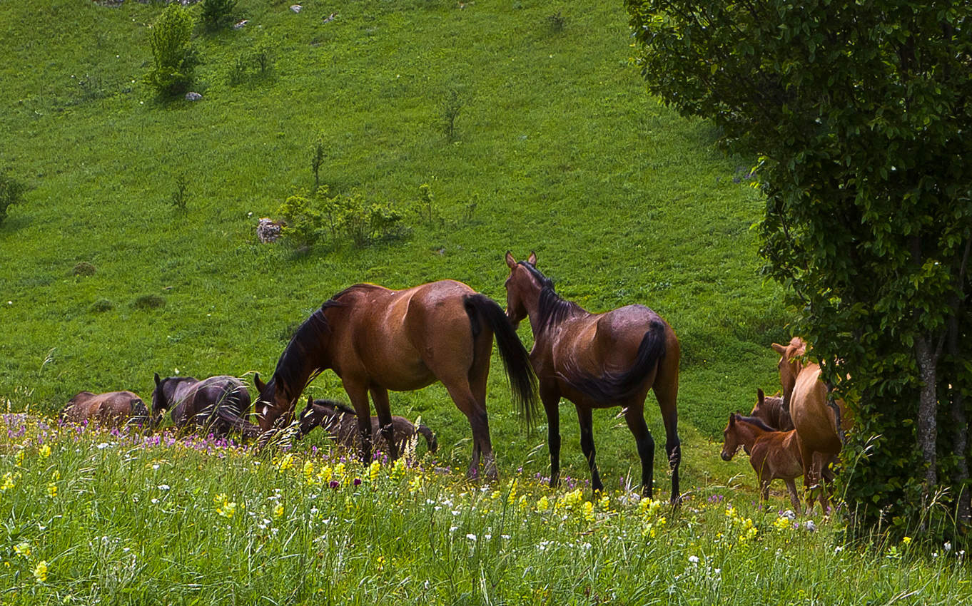 horses
