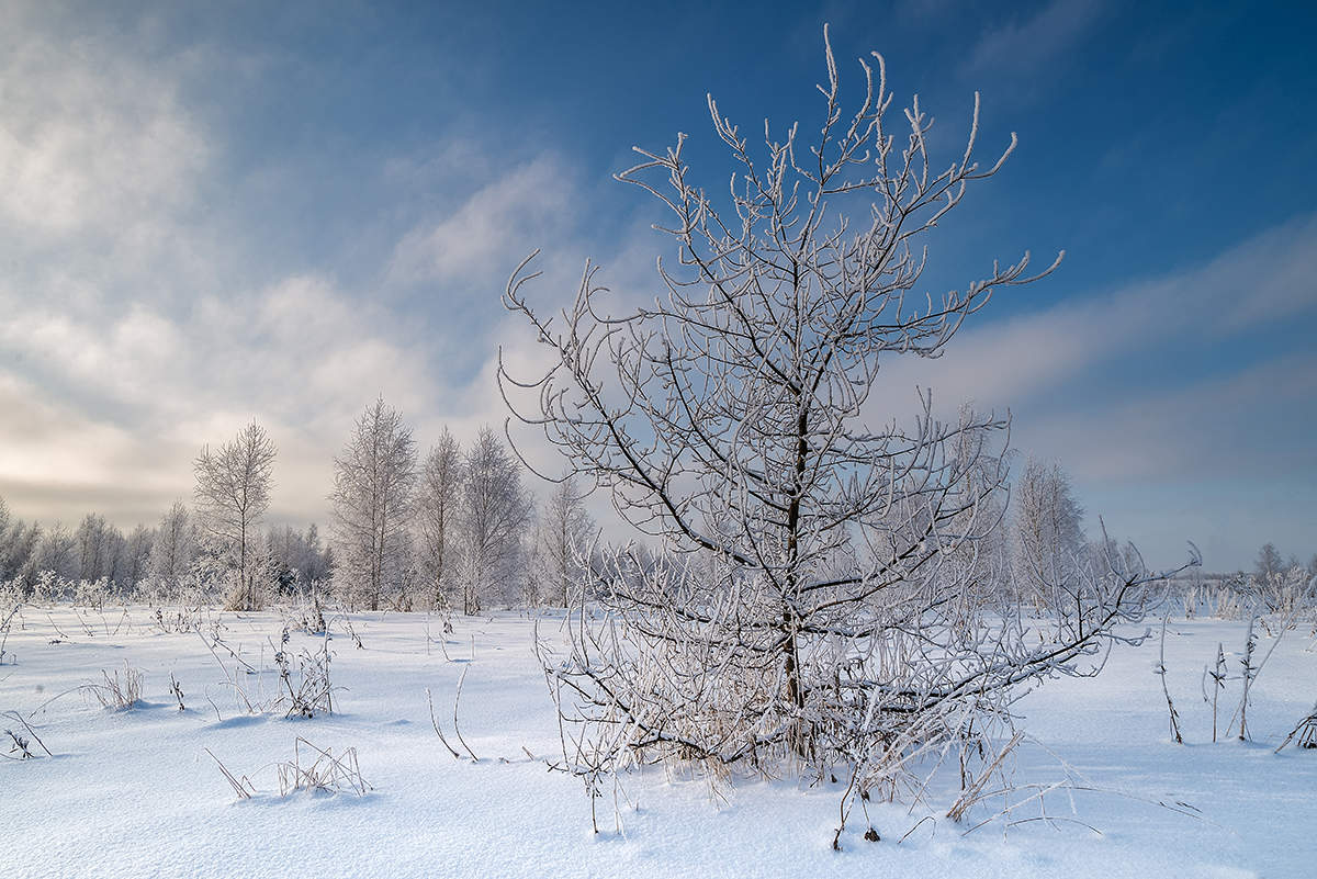 Автор winter. Сиротская зима в фотографиях. Лучезарная зима фото. Тынзыры зима фото. Когда будет следующая зима.