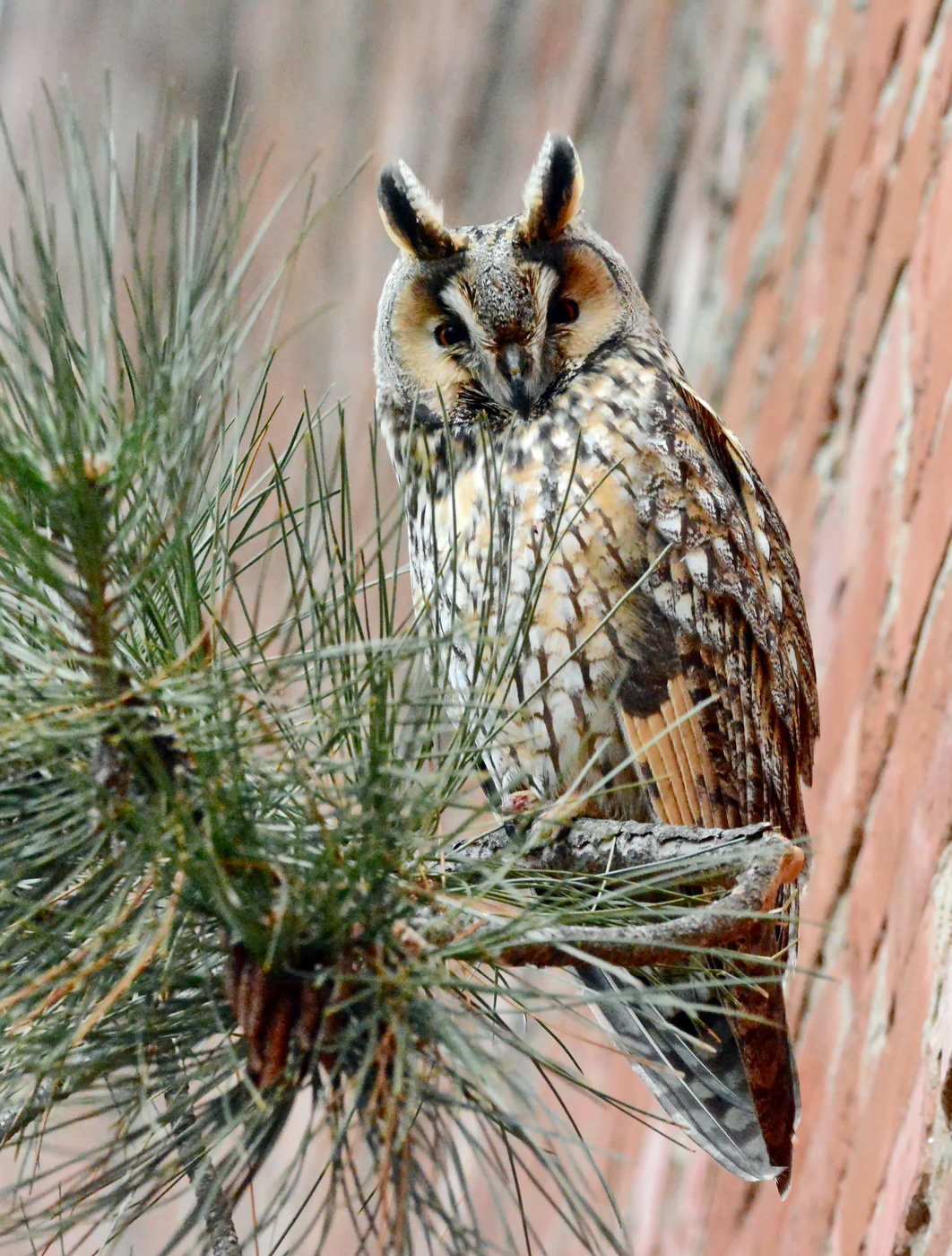 Screech-owl
