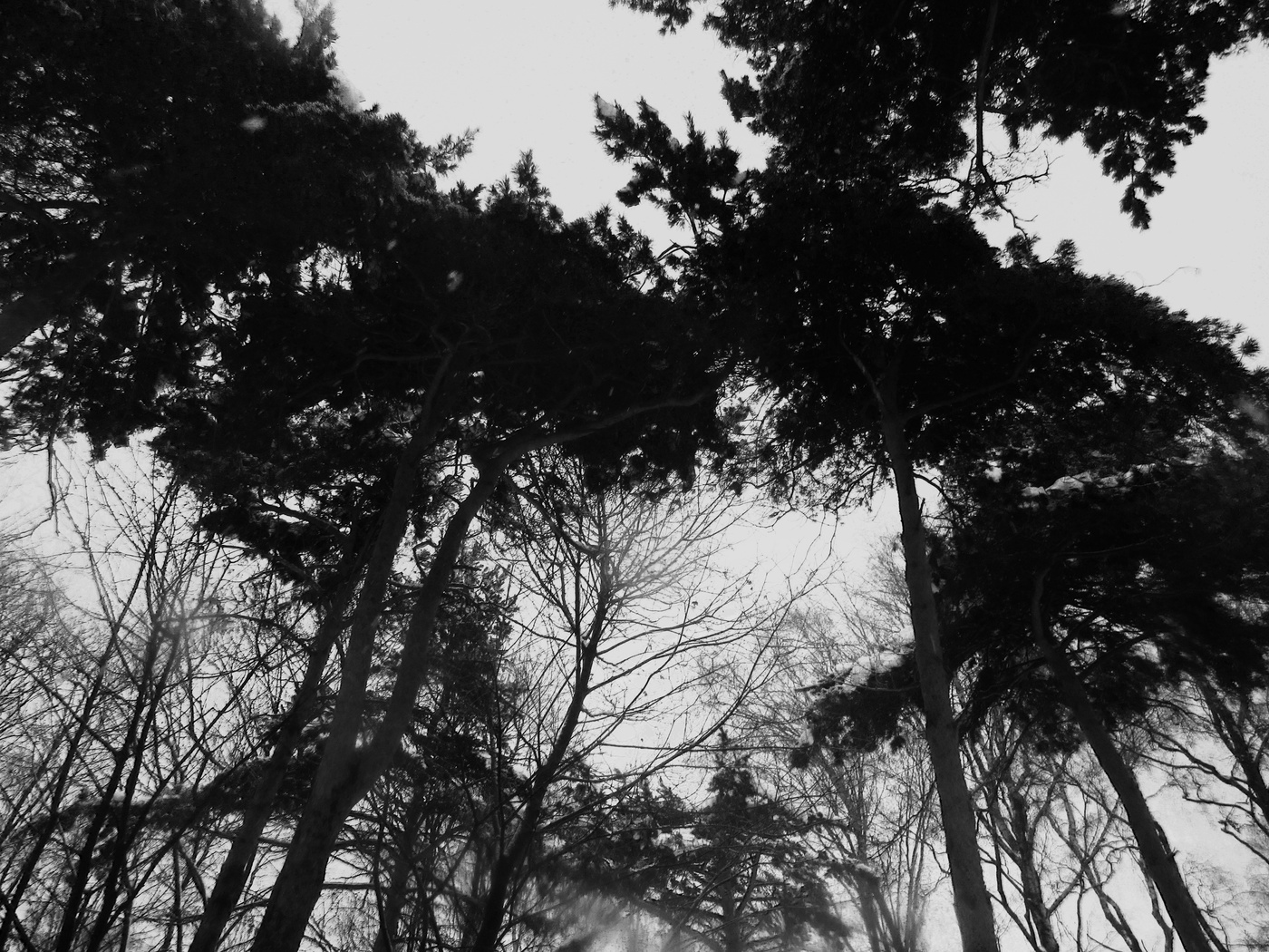 Pines