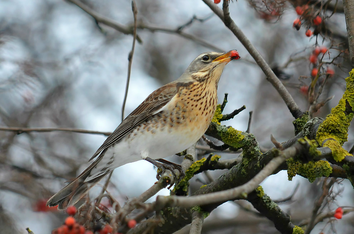 Thrush Fieldfare