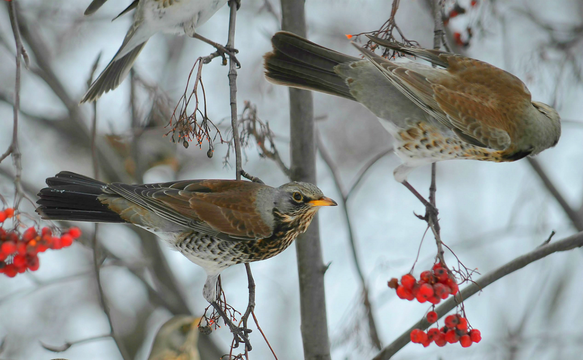 Thrushes