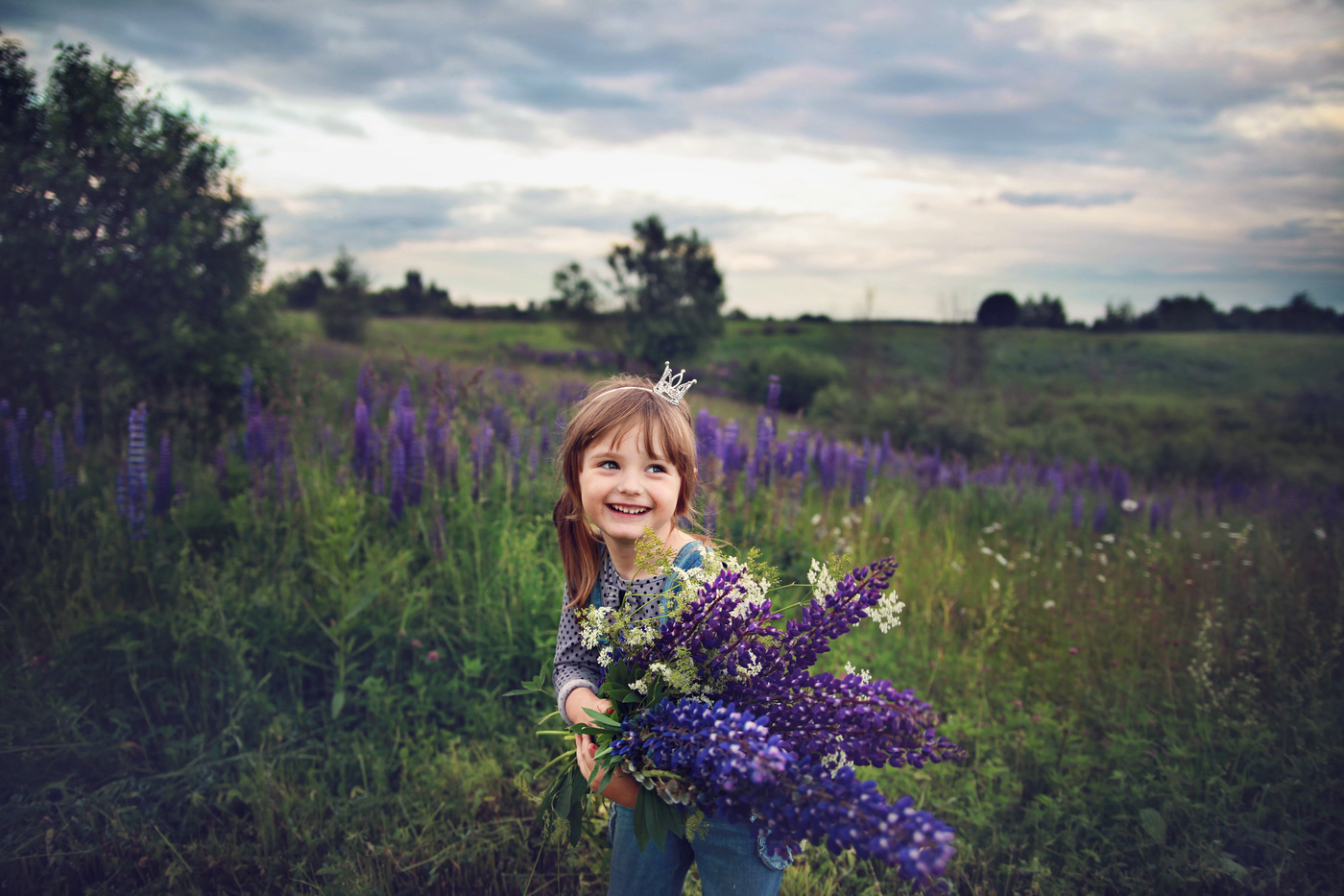 Lupins   Photo