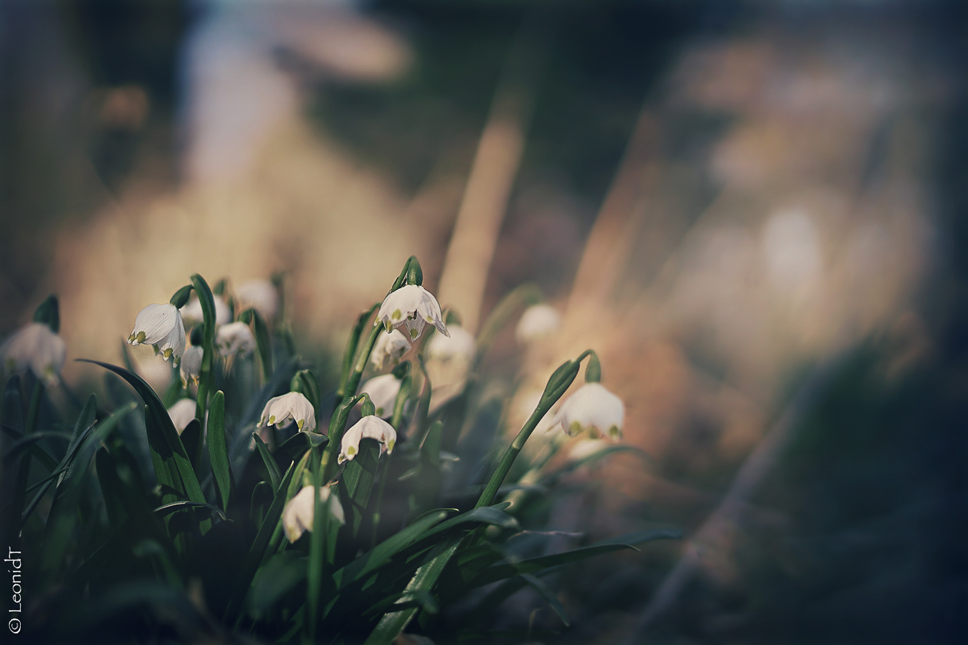 In search of the Spring