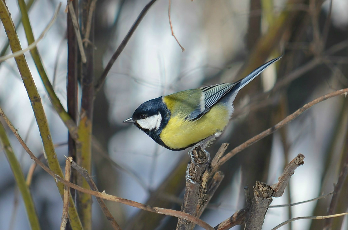 Big Tit
