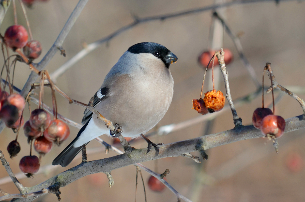Bullfinch