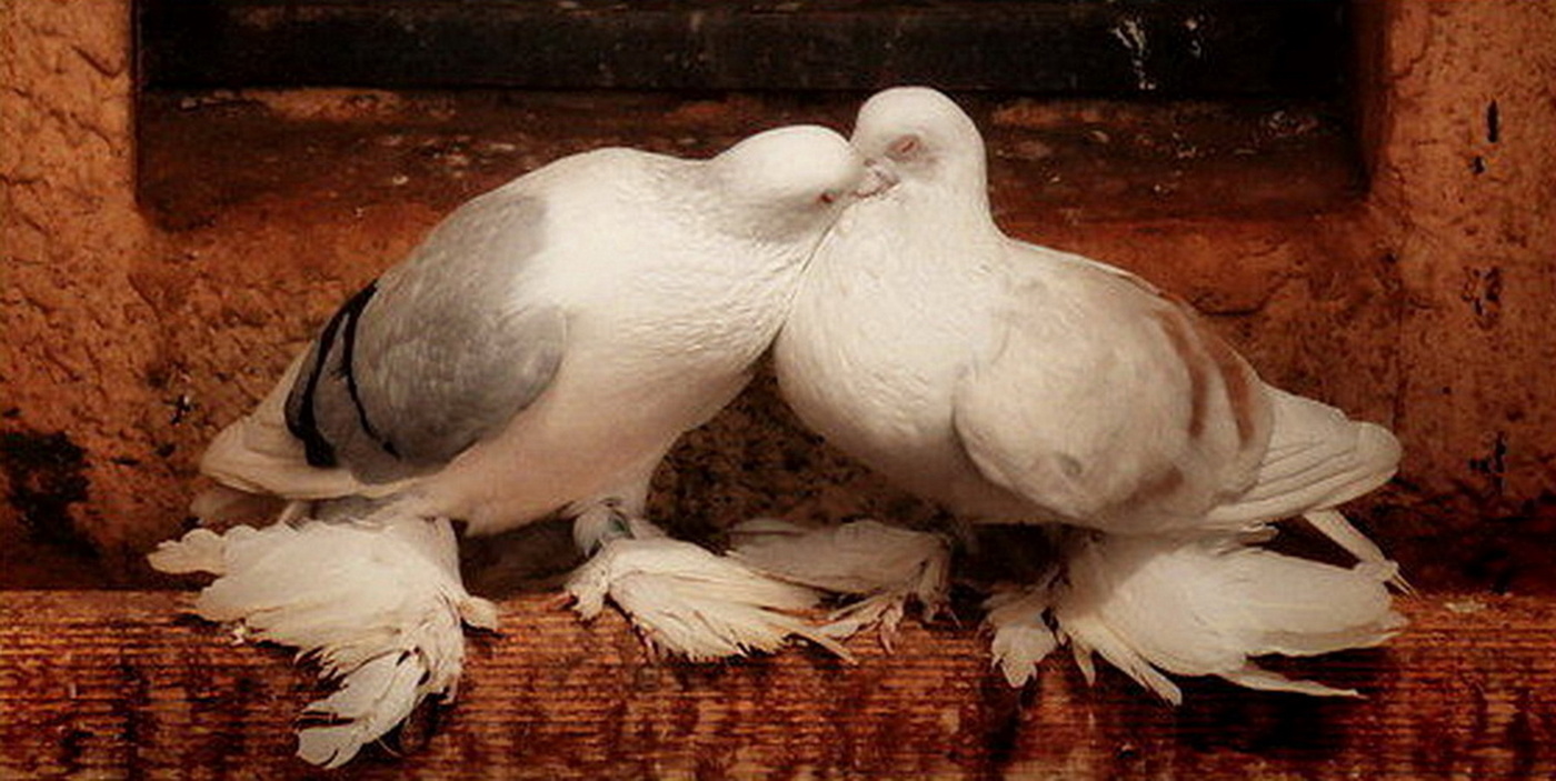 Love and pigeons