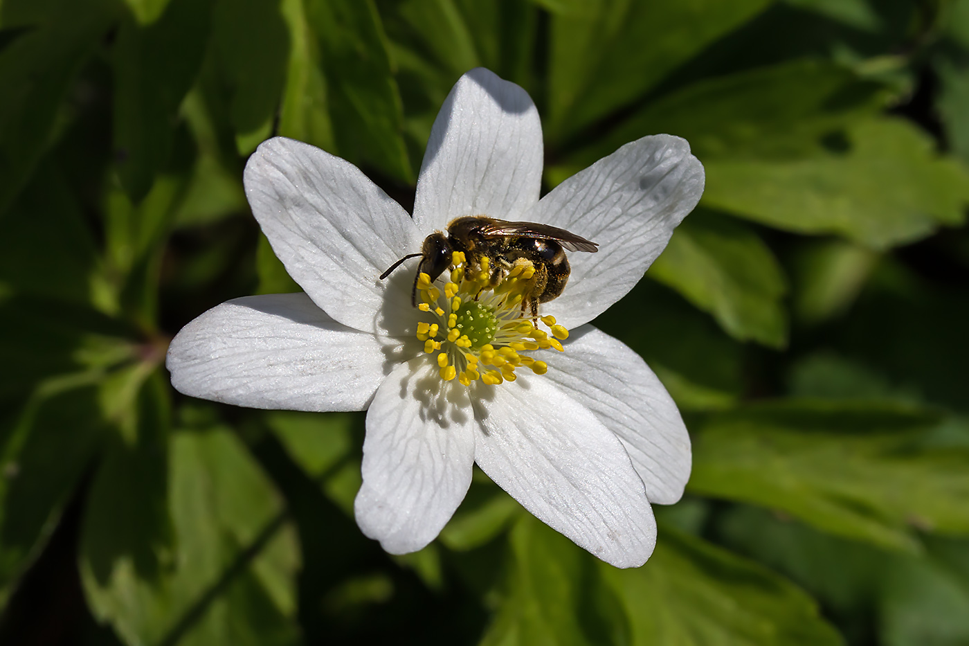 Spring story