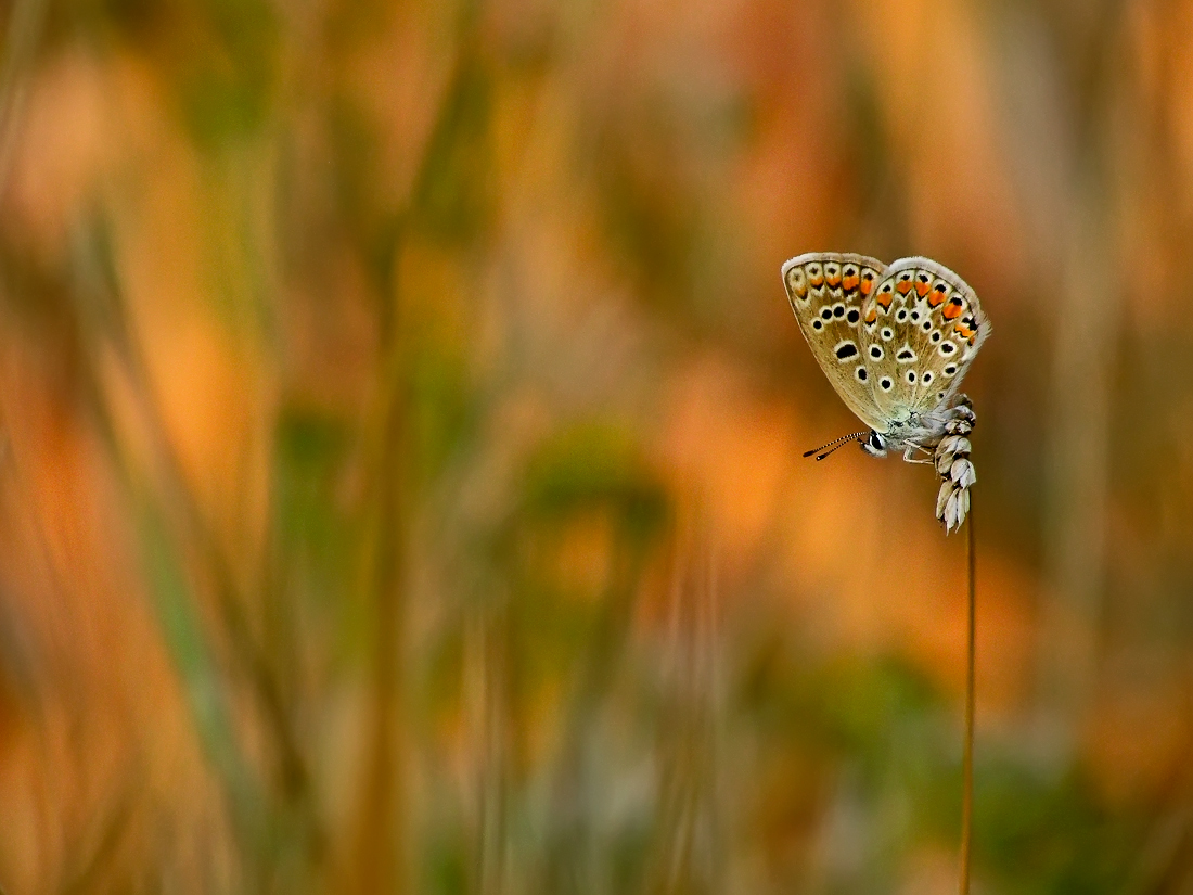 About a butterfly