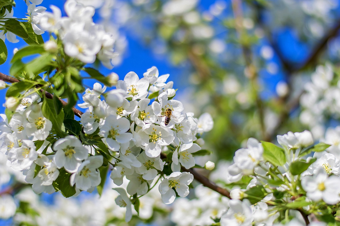 Apple blossom