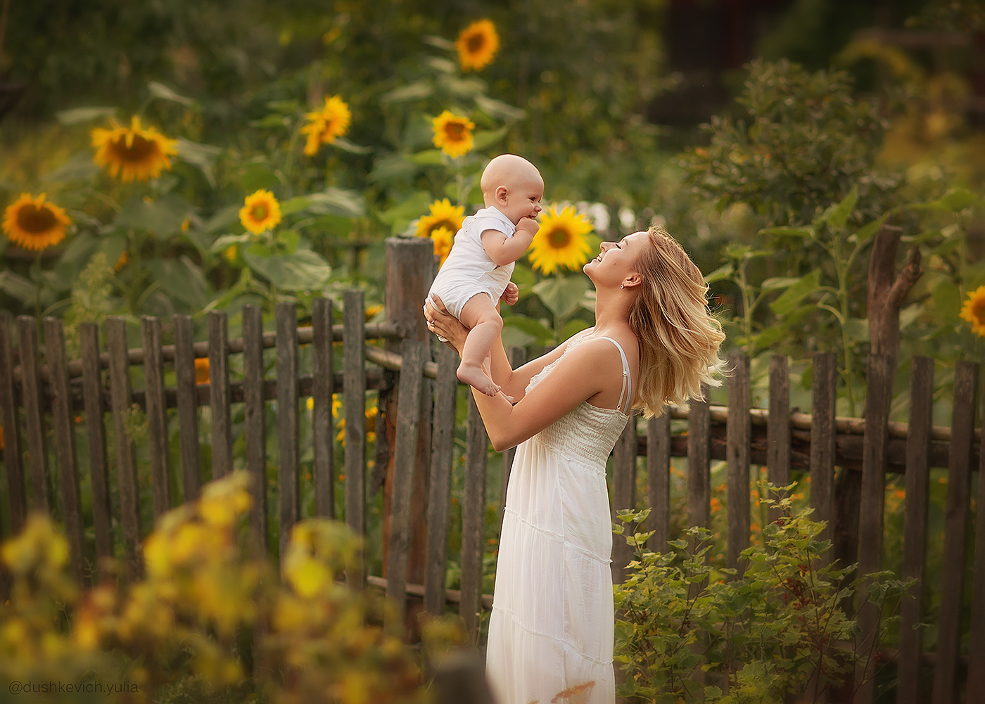 Sunflowers