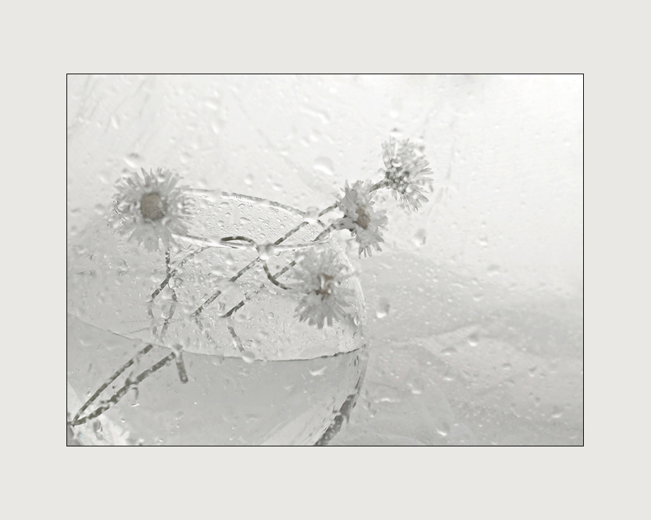 Daisies