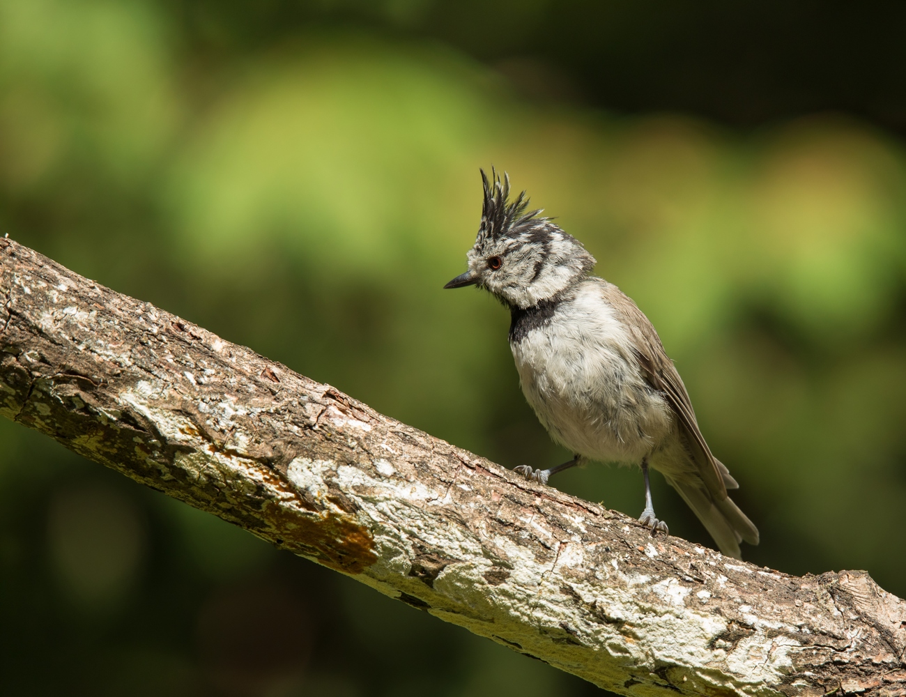 Tufted