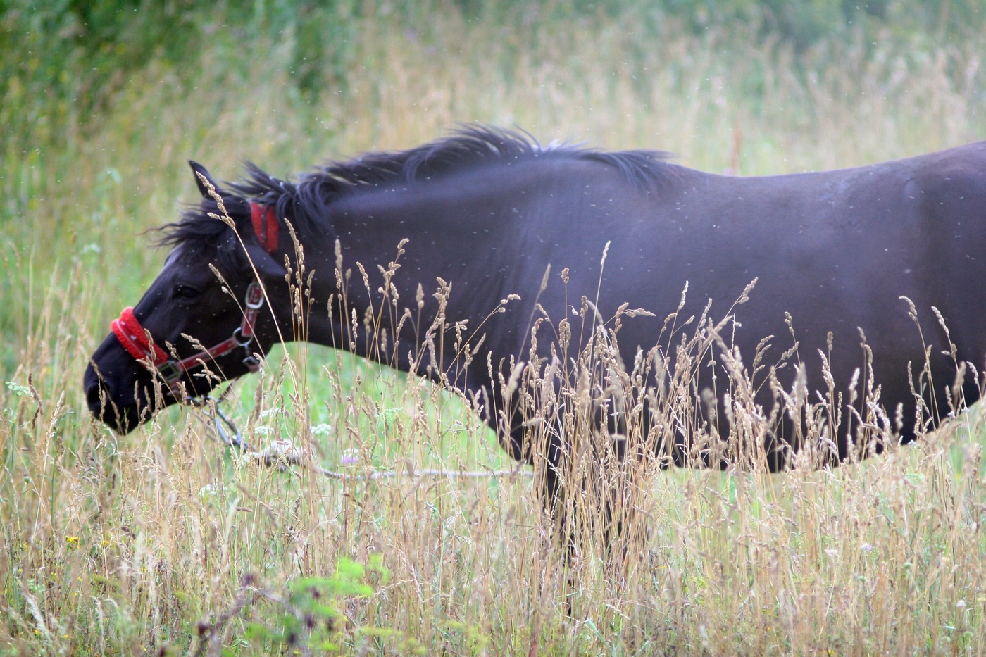 horse