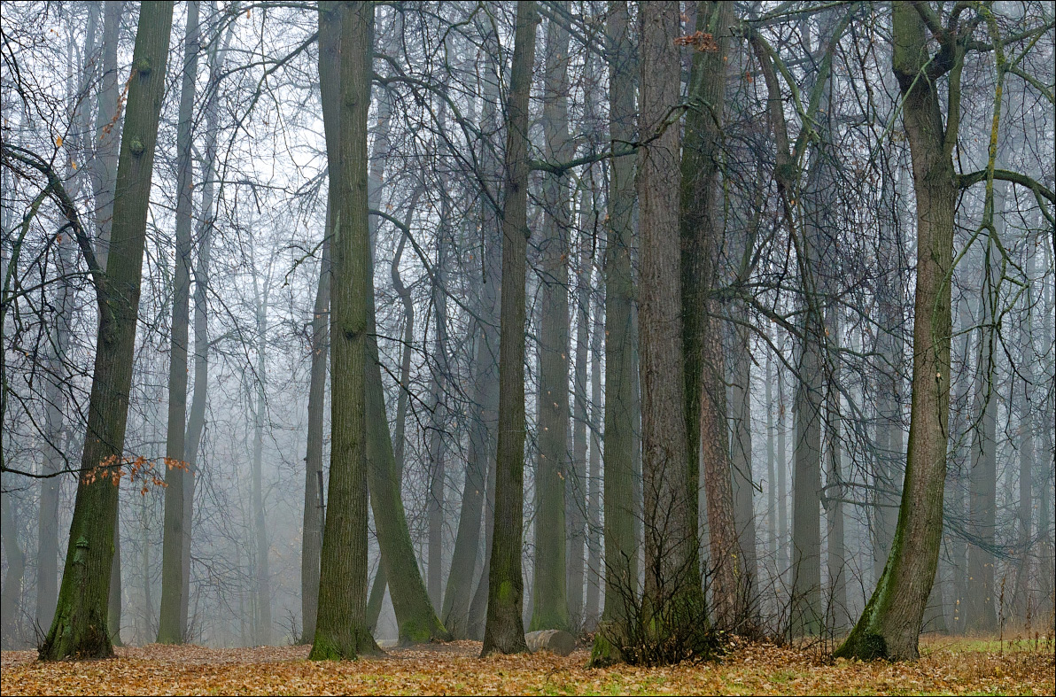Misty forest