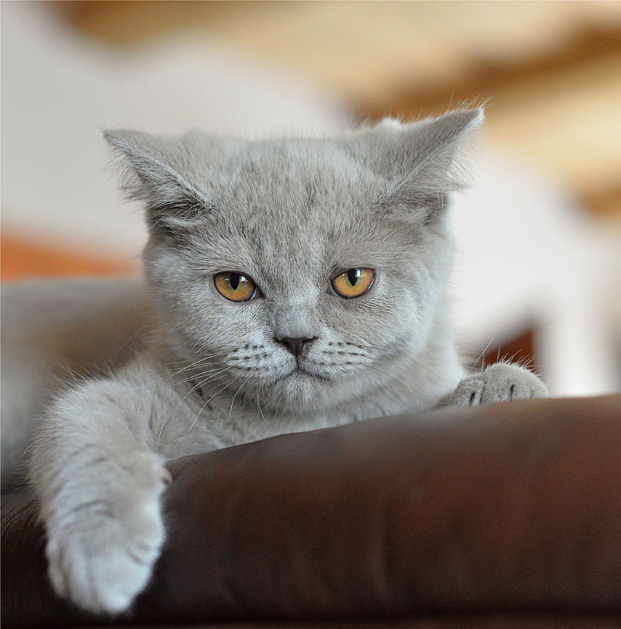 **Katinukas*