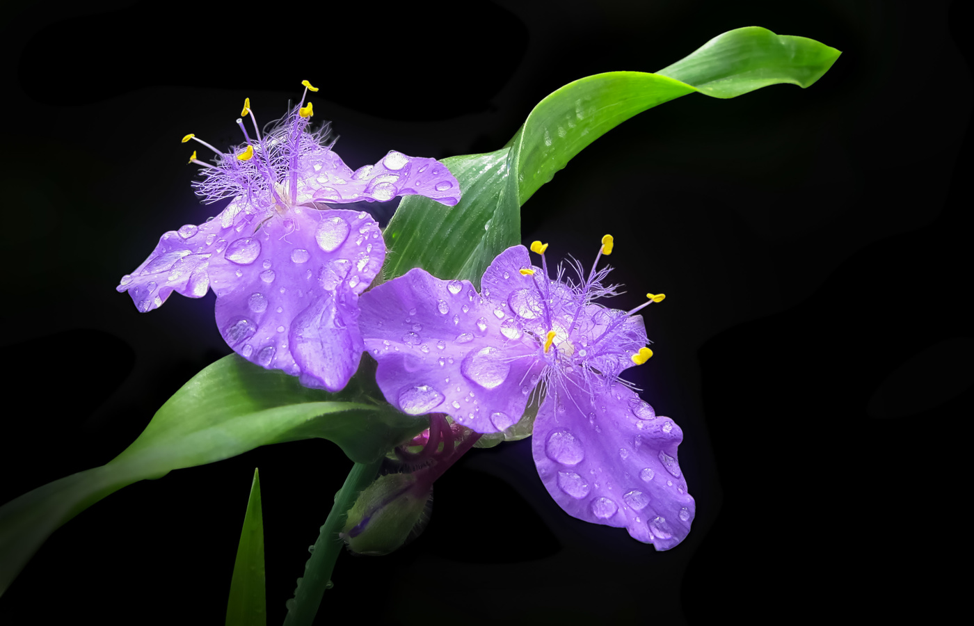 blue flowers in the rain