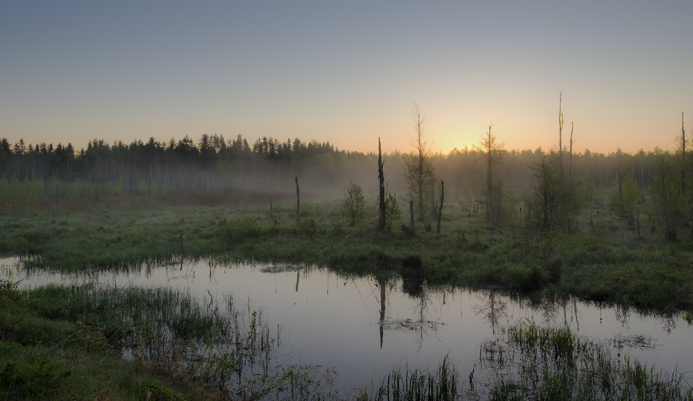 Dawn on the swamp