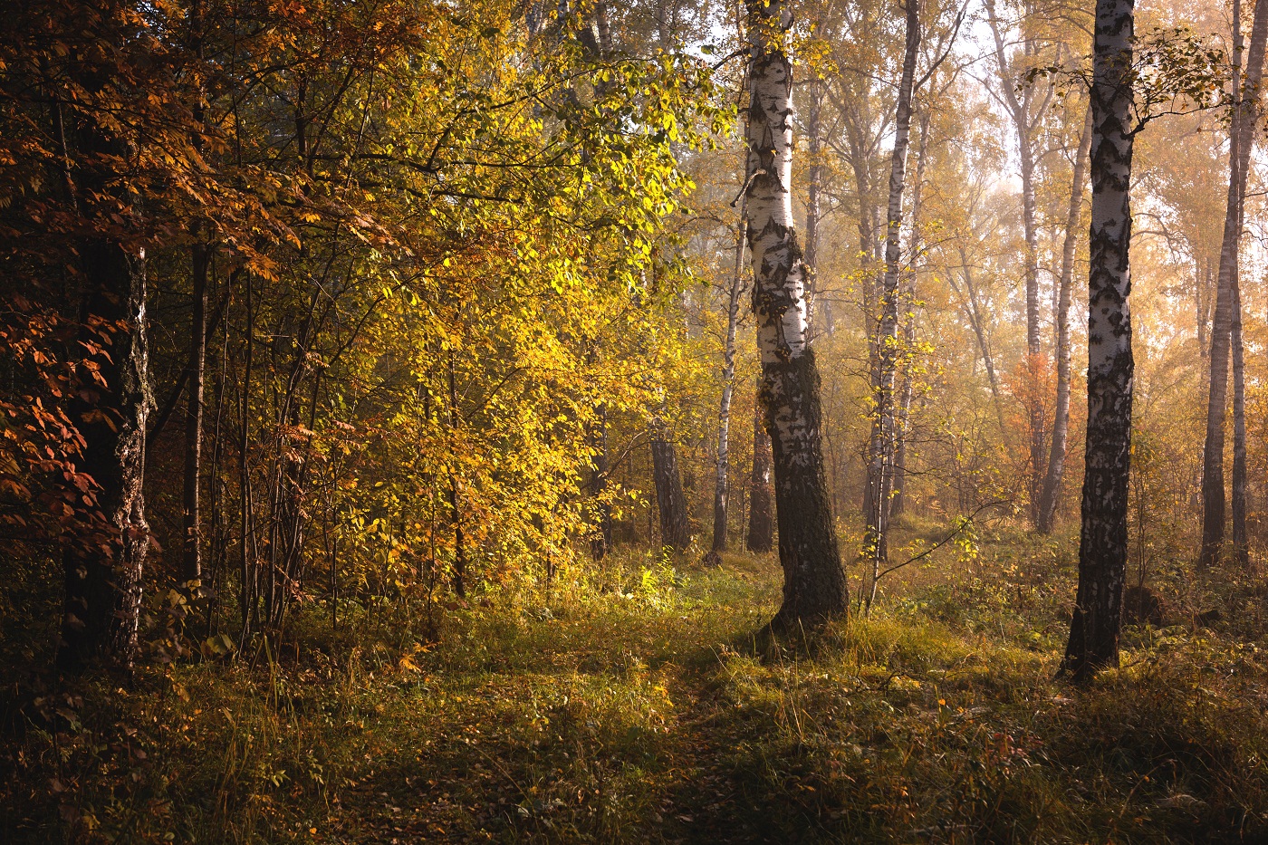 Autumn forest.