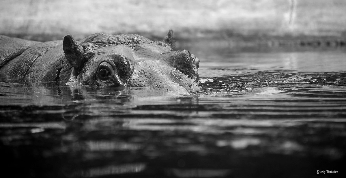 Hippopotamus