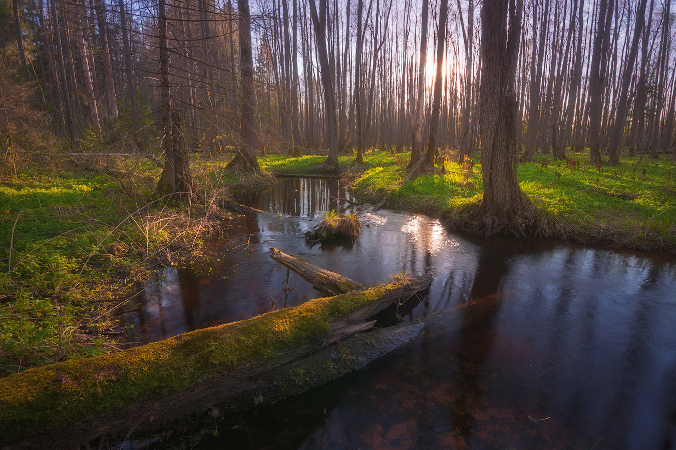 In the spring forest