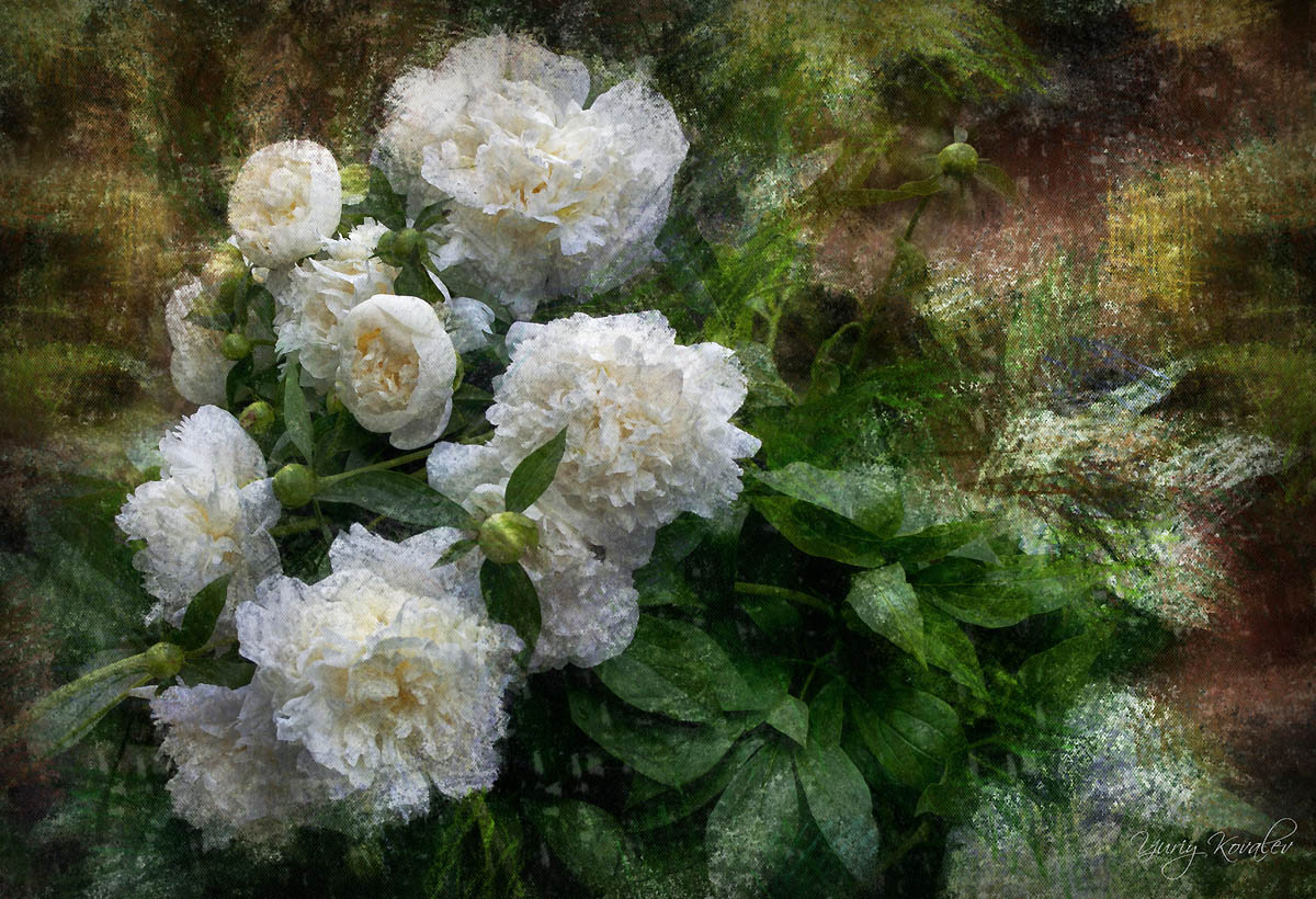 Peonies