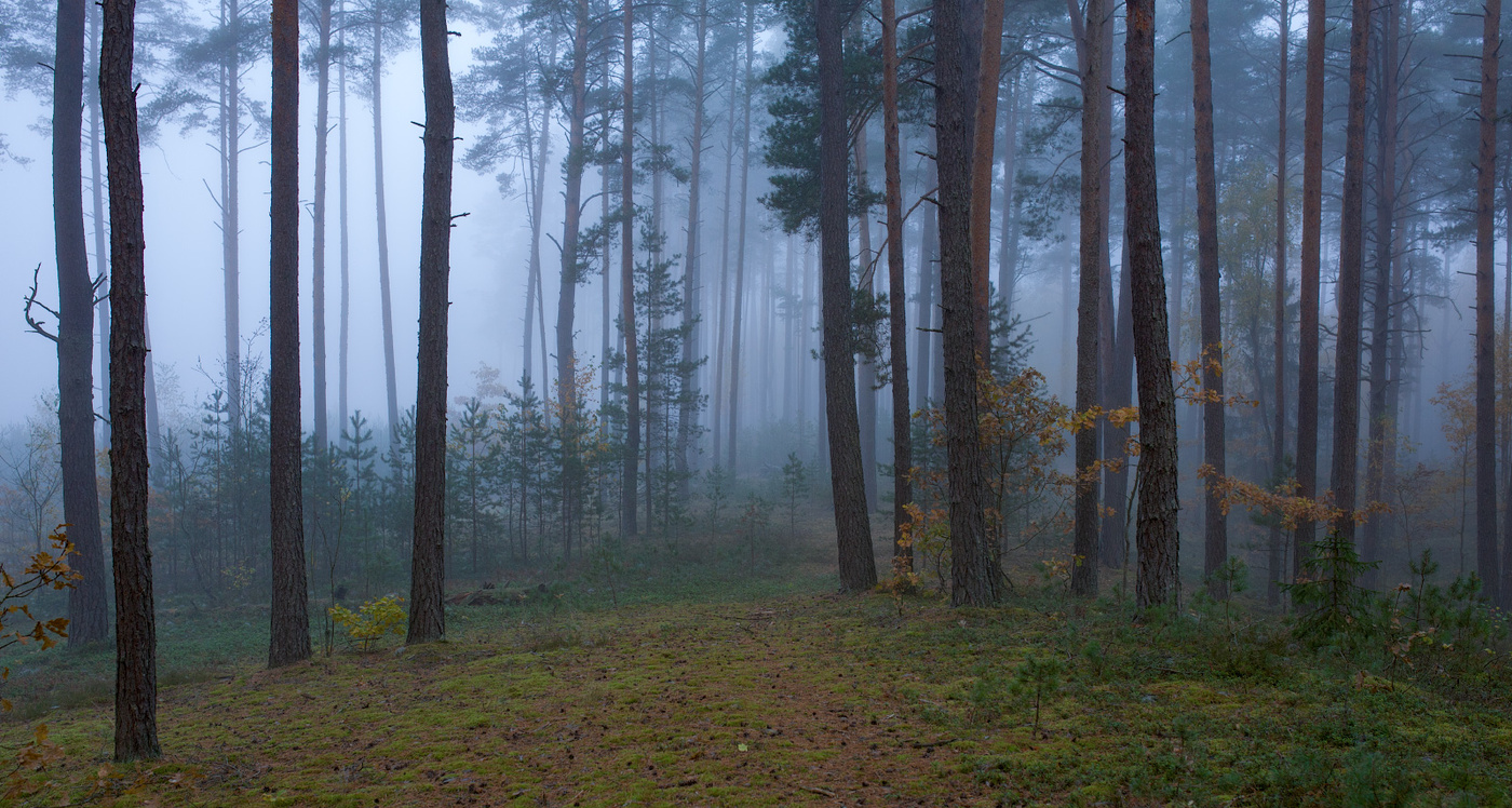 mist day