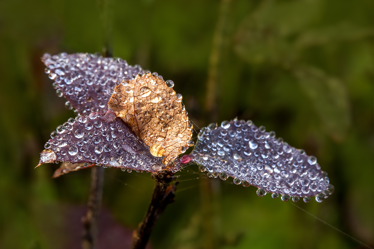 Morning dew