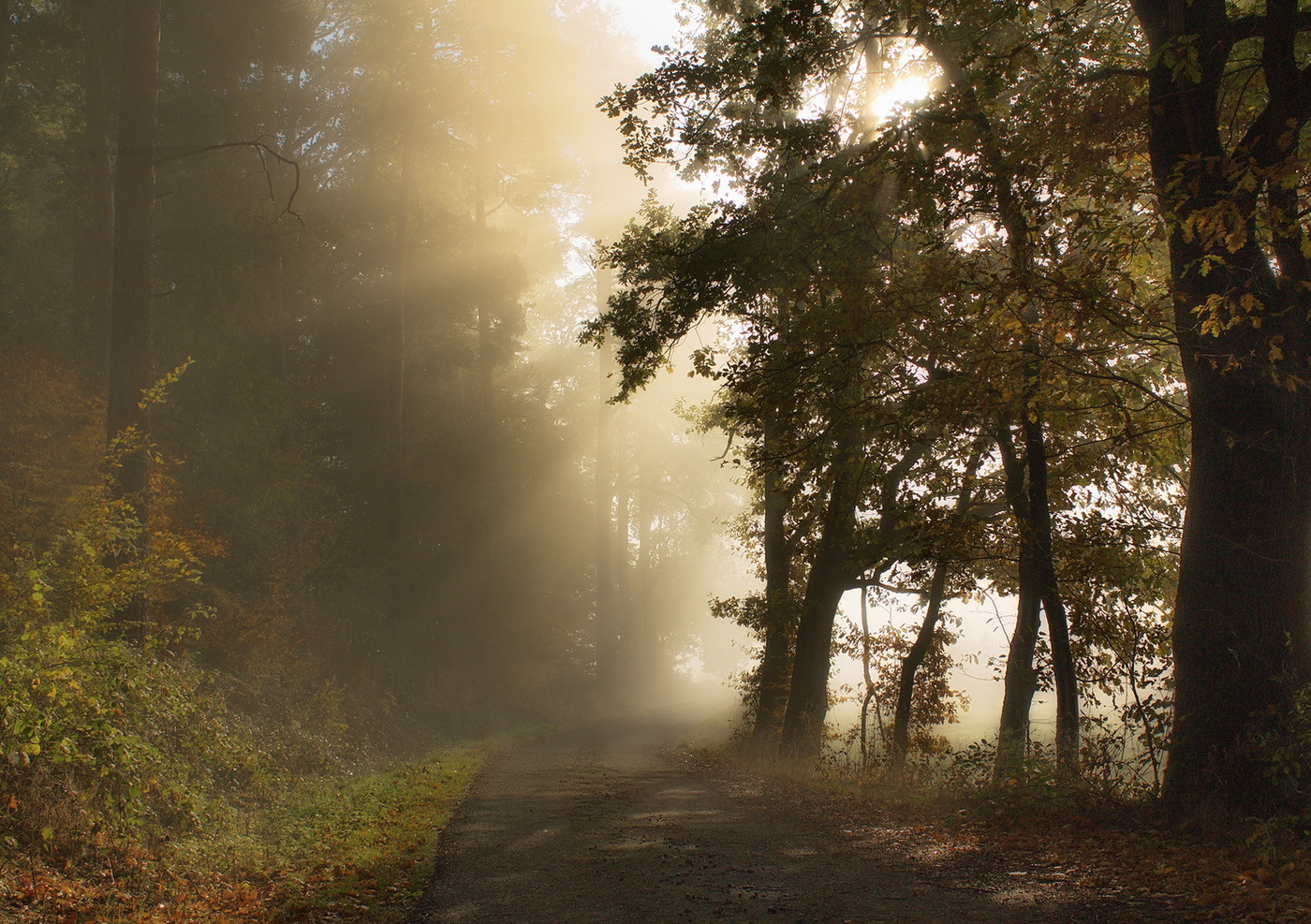 Through the mist