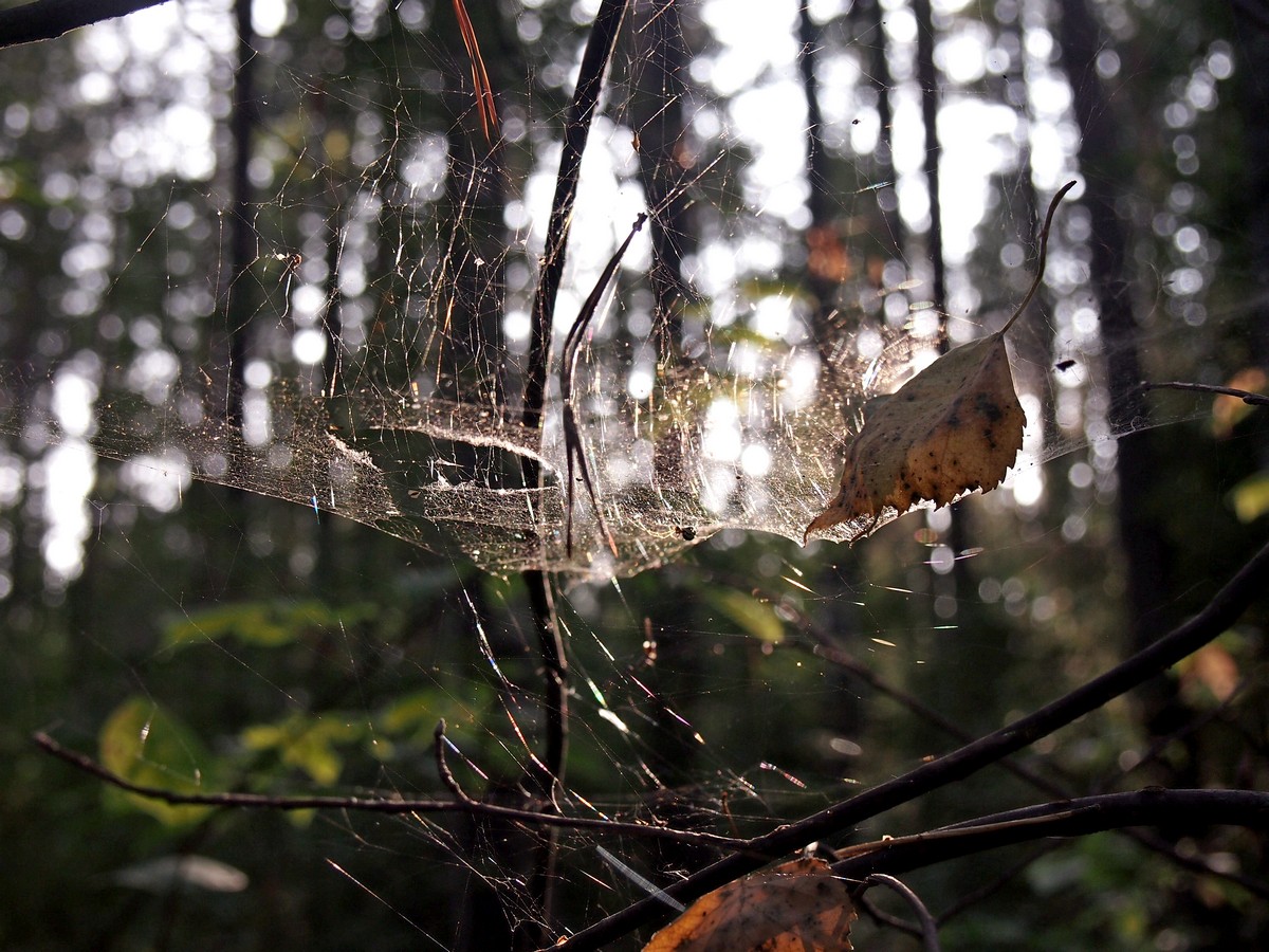 In the cobweb