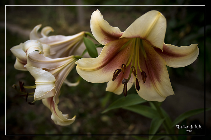 Cream Lilies