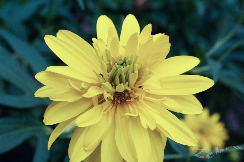 Just a Flower