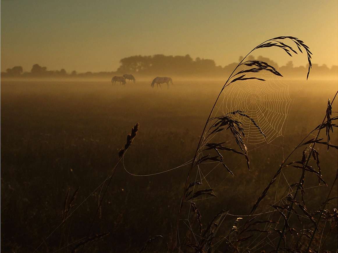 Morning in a meadow ...