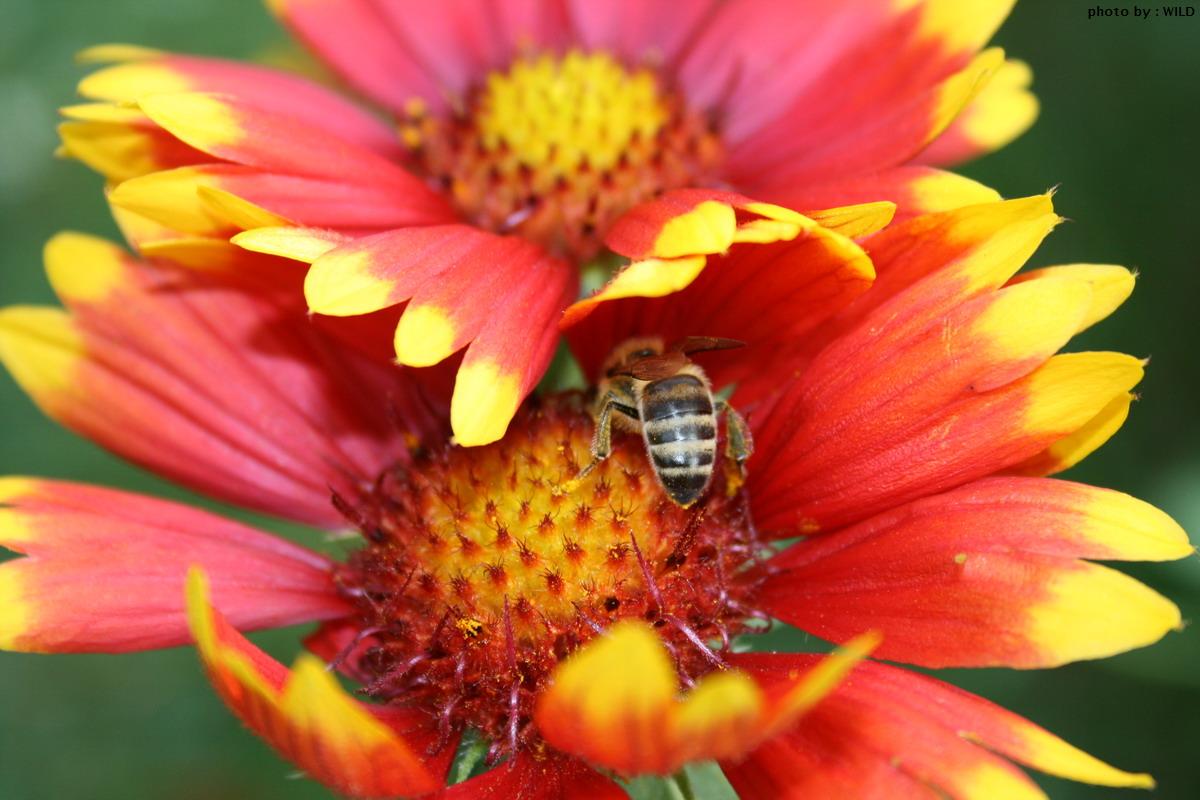Bee / ***