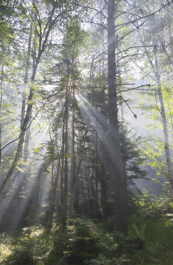 Morning in the forest
