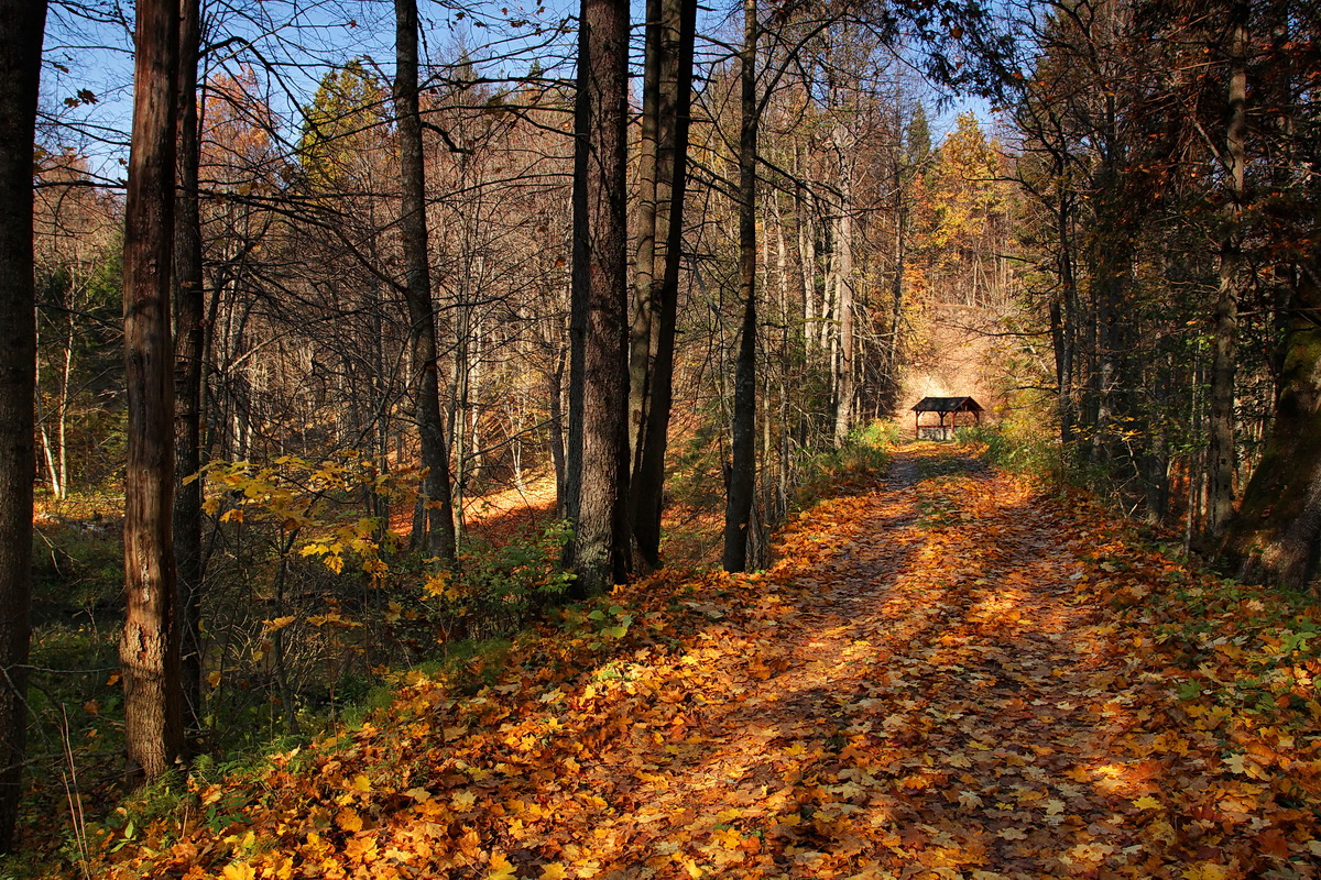 Forest Fairy Tale