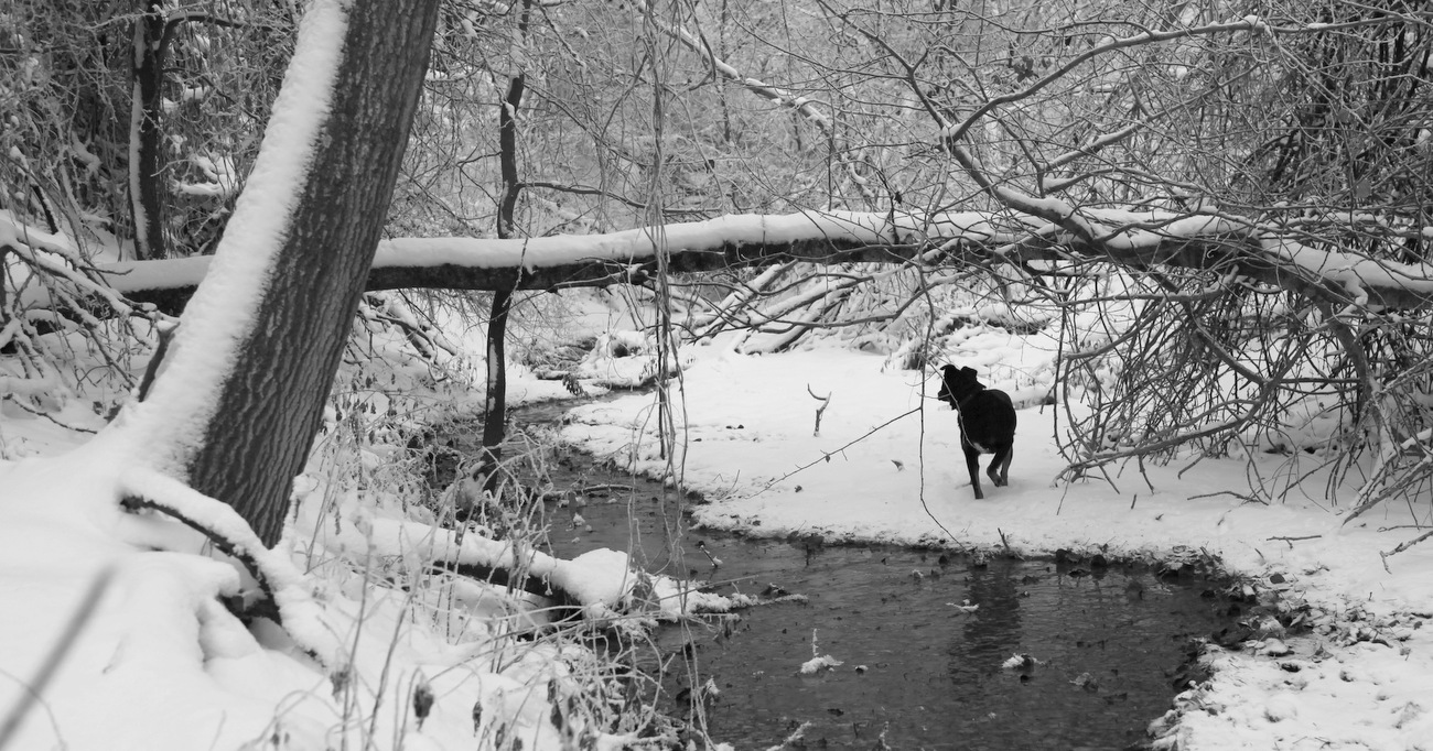the brook