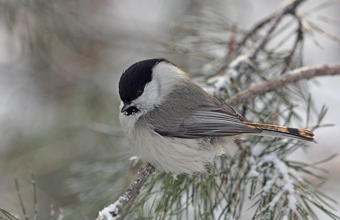 Titmouse