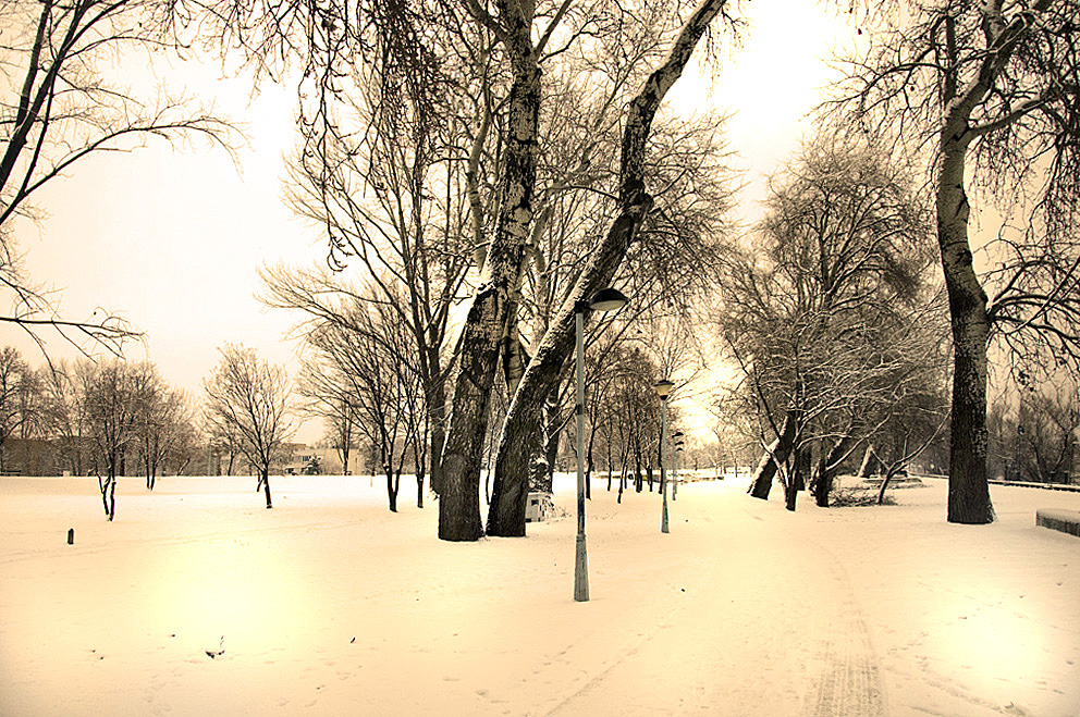 Winter landscape