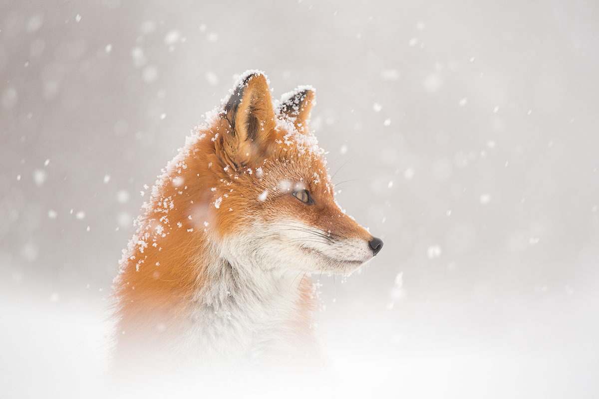 snow is falling...