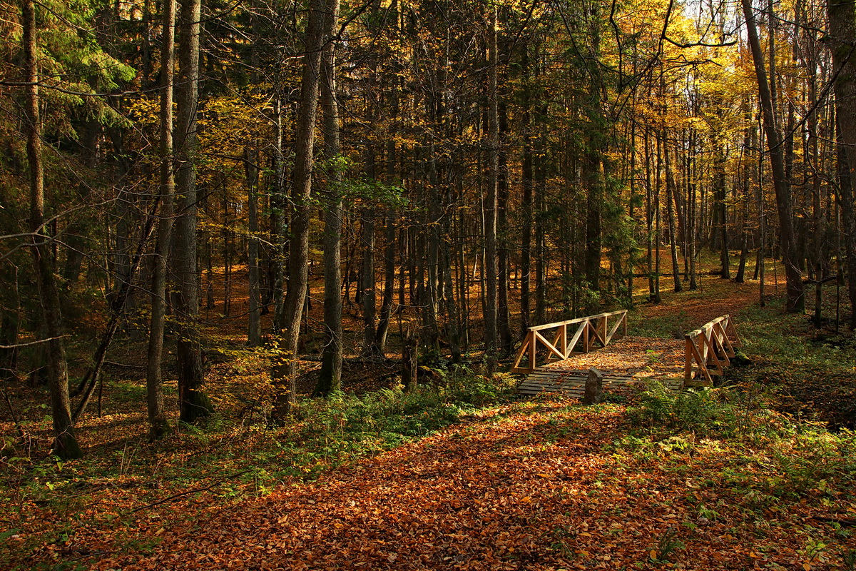in the autumn forest