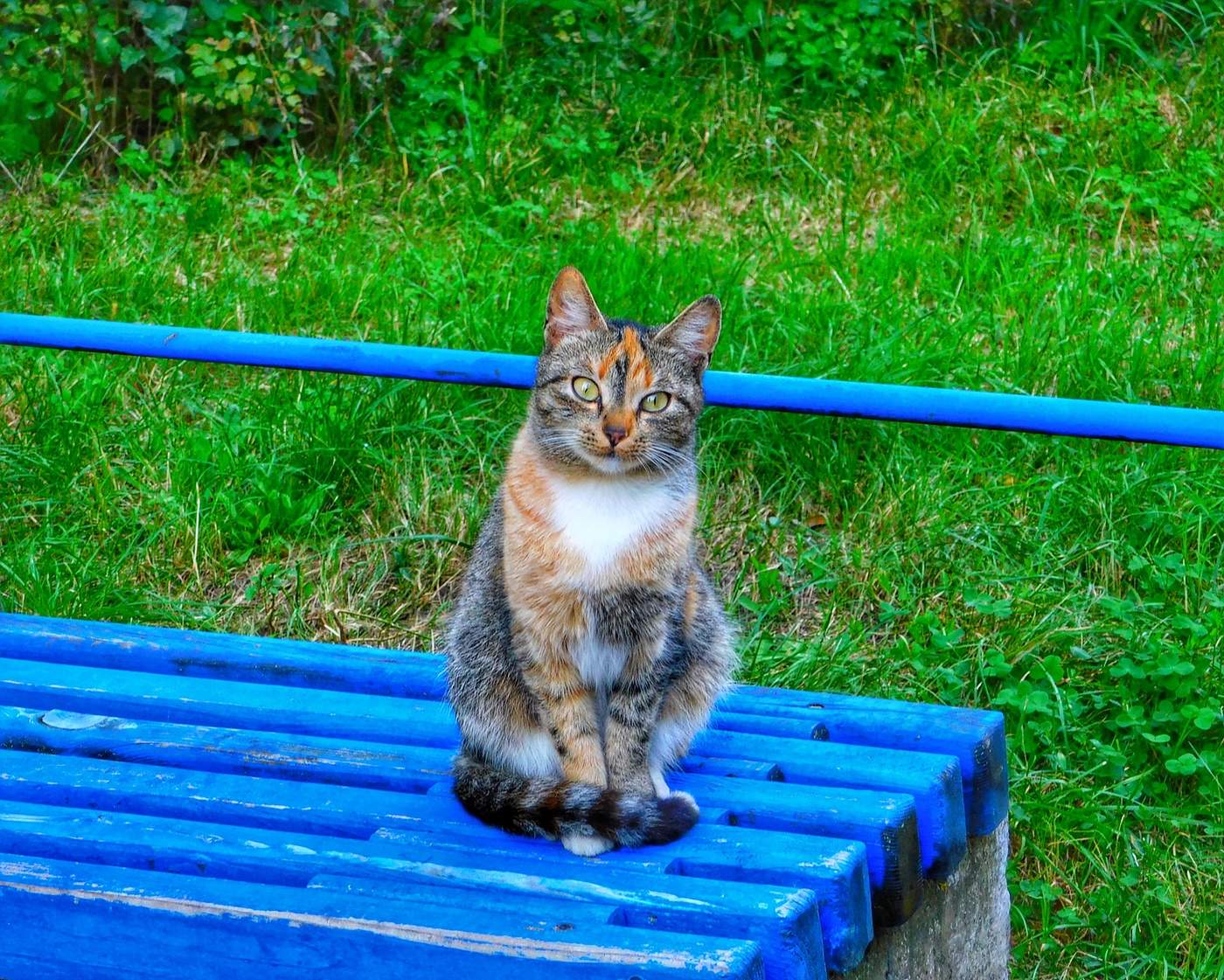 kote