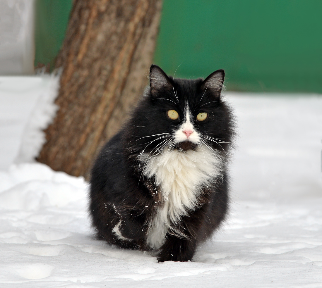 Hunter