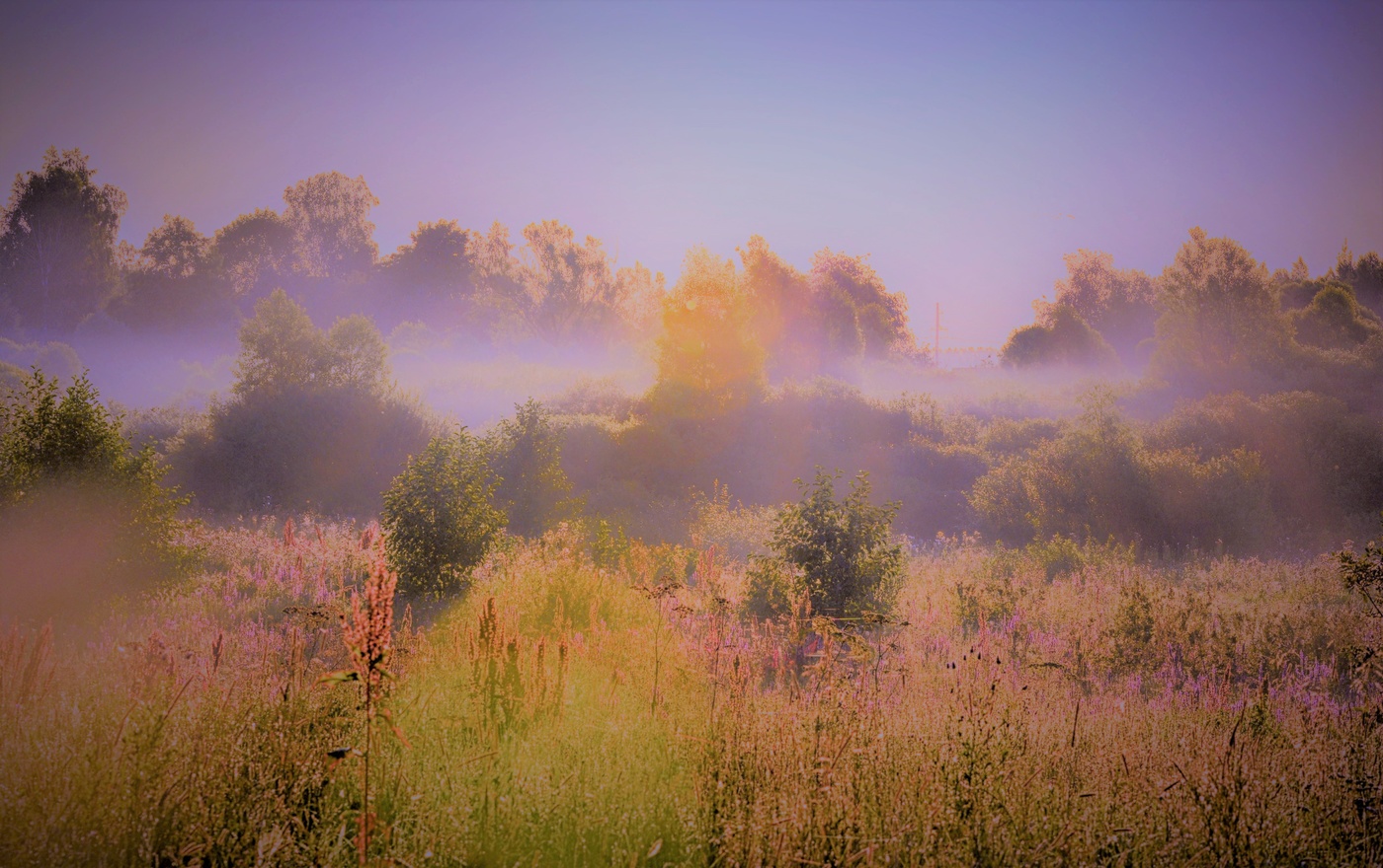 Purple haze.