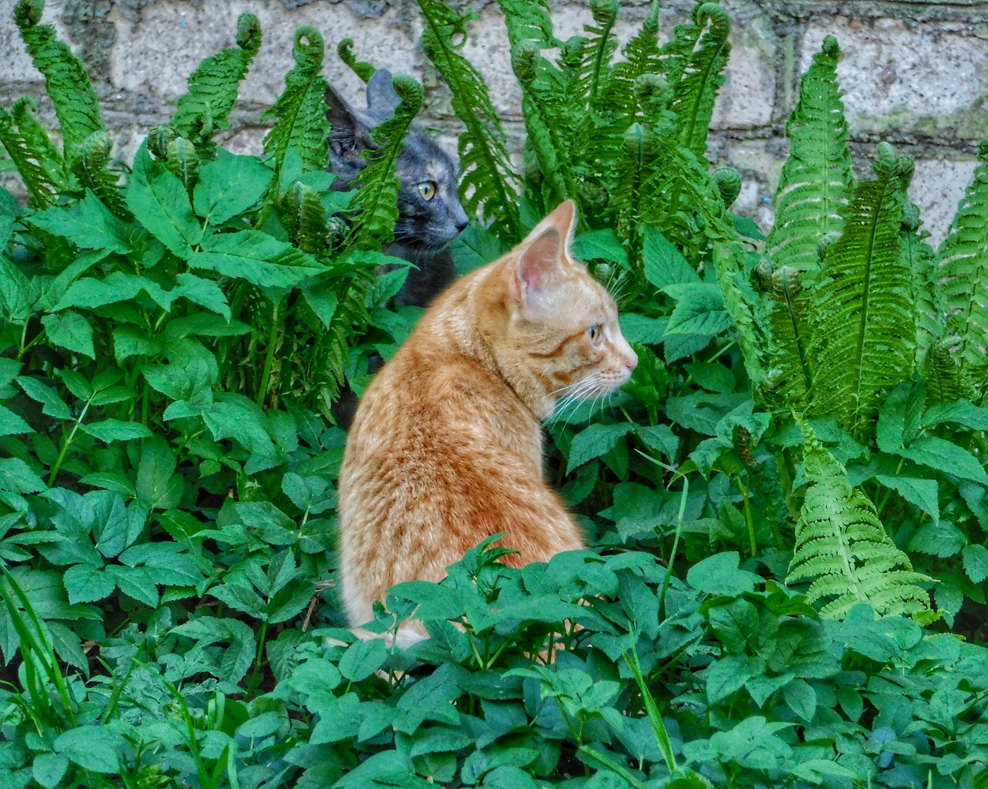 A master of disguise