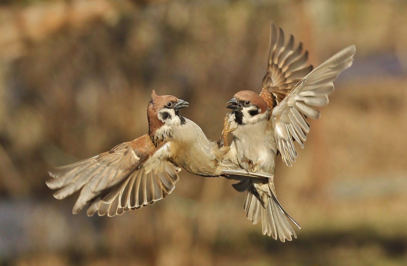 Duel