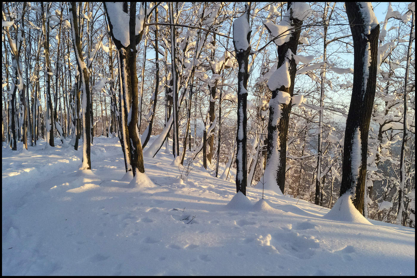 Morning in the forest