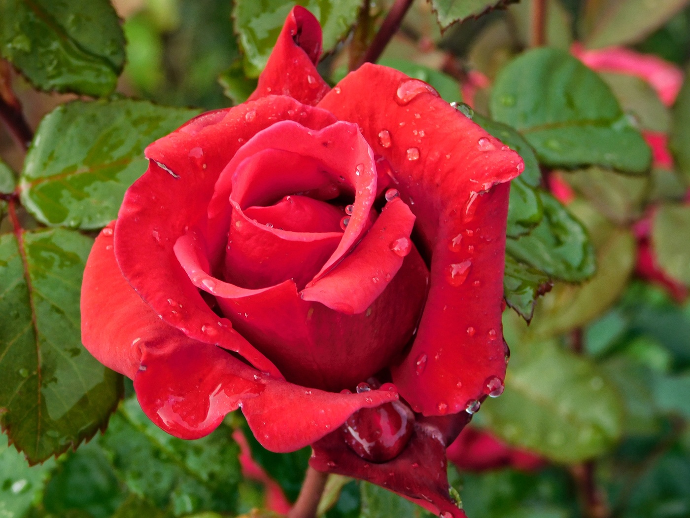 Rose